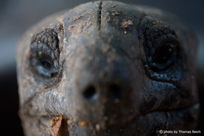 Head Seychelles giant tortoise in La Digue