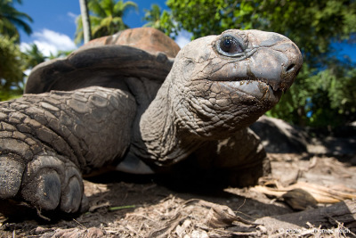 Seychelles giant tortoise at La Digue island
