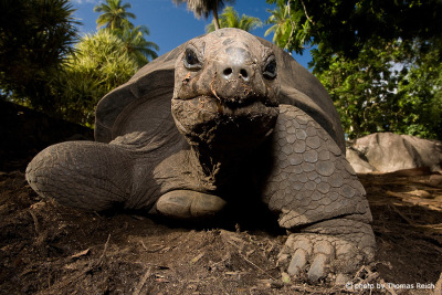Seychelles giant tortoise appearance
