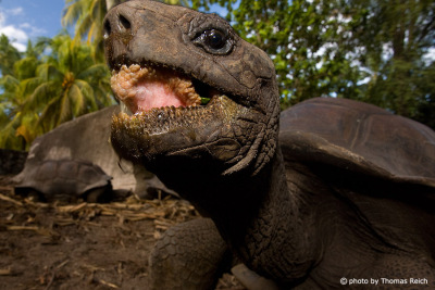 Seychellen-Riesenschildkröte Lebensraum