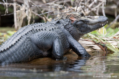 American Alligator move on land