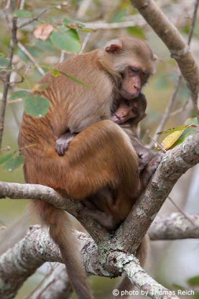 Rhesus Macaque hold baby, Silver River Florida