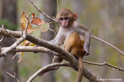 Juvenile Rhesus Macaque sitting on a branch