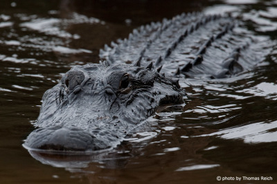 Mississippi Alligator Körperbau