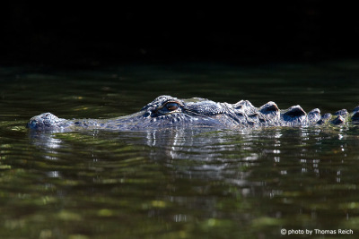 American Alligator foraging in waters