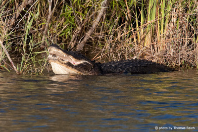 American Alligator open mouth