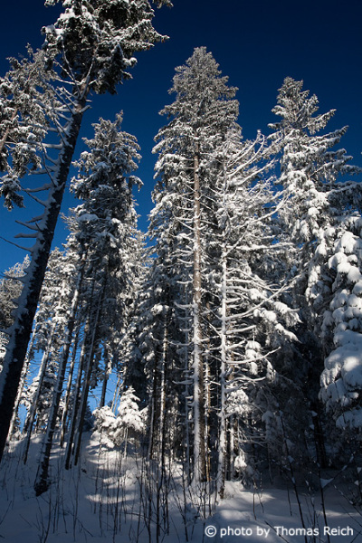 Fir trees with snow