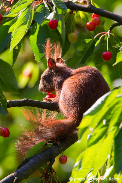 Baby Eichhörnchen im Kirschbaum beim Kirschen fressen
