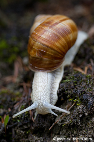 Burgundy Snail shell