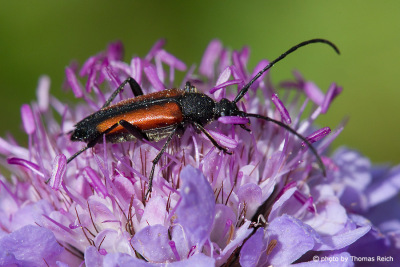 Longhorn beetle in Germany