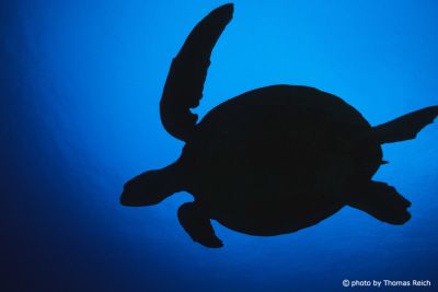 Meeresschildkröte Silhouette Unterwasser