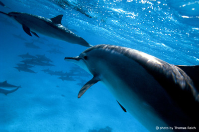 Gruppe Spinner Delfine in Ägypten