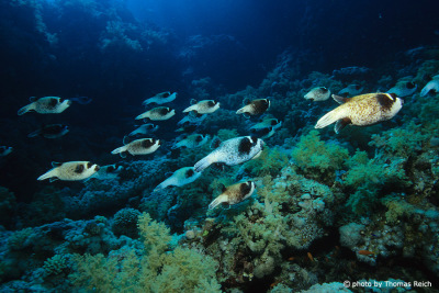 Maskenkugelfische, Arothron diadematus