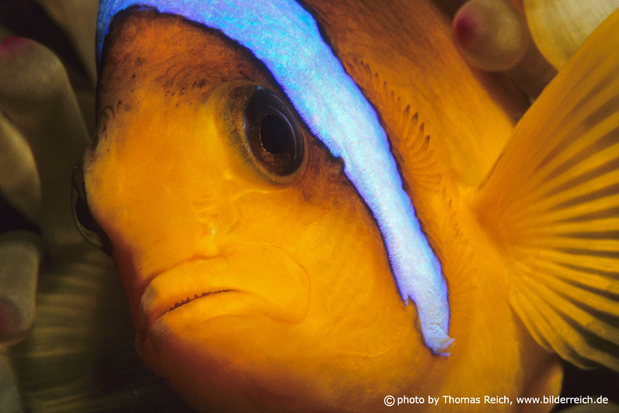 Anemonefish, Amphiprion