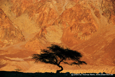 Silhouette of Acacia tree Sinai