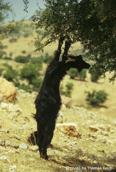 Goat eats argan fruit, Morocco