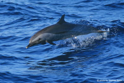Springender Delfin im Meer