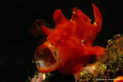 Roter Angler Fisch, Antennariidae