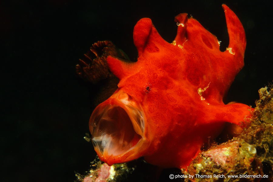 Red frogfish, Antennariidae