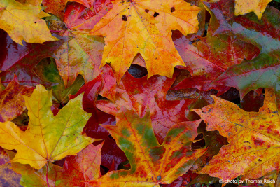 Farbige Ahornblätter im Herbst auf dem Boden