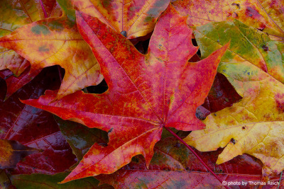 Bunt gefärbte Herbstblätter vom Ahorn