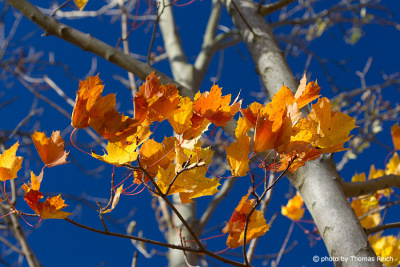 Junge Ahornbäume im Herbst