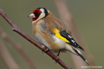Goldfinch habitat