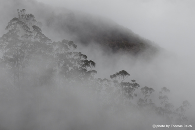 Nebel Wald Madeira Portugal