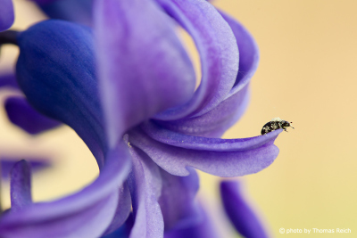 Kleiner Käfer auf einer Akelei Blüte, Aquilegia