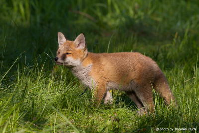 Junger Fuchs auf wilder Wiese