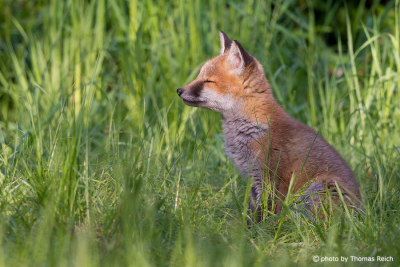 Young Red Fox taking sun bath