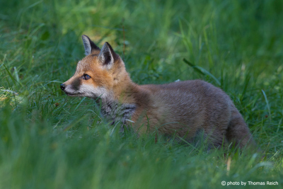 Kleiner neugieriger Fuchs