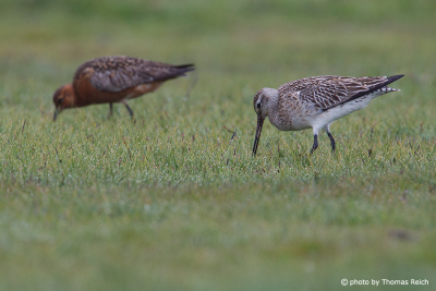 Bar-tailed Godwits diet