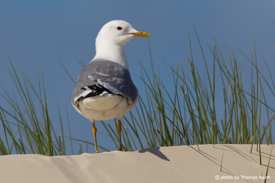 Common Gull stands on sand dune