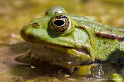 Common water frog in a pond