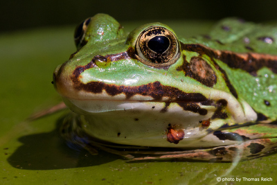 Common water frog breathing