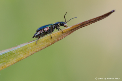 Beetle walking on leaf