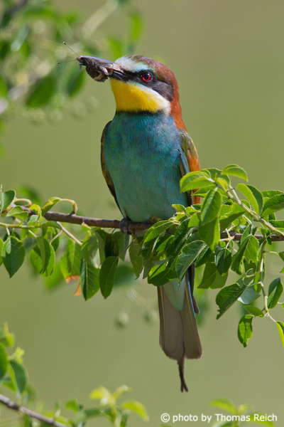 European Bee-eater feeds on insect