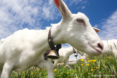 White Goat with bell on neck