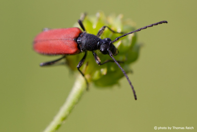 Red longhorn beetle appearance