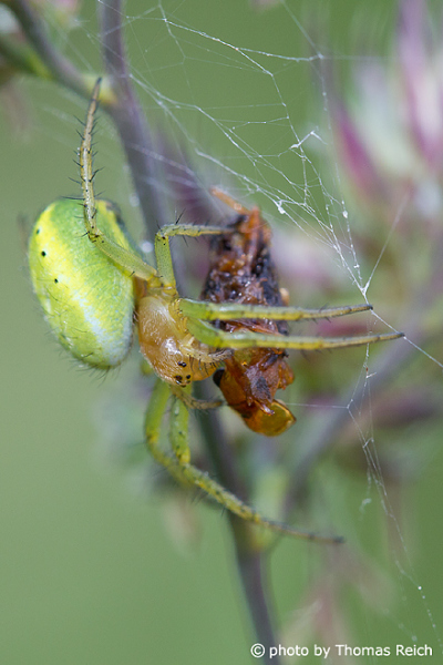 Spider web with spider and prey