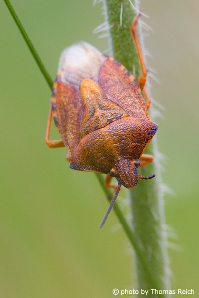 Heteroptera bug body