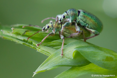 Green mating beetles