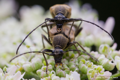 Beetles feeding on nectar