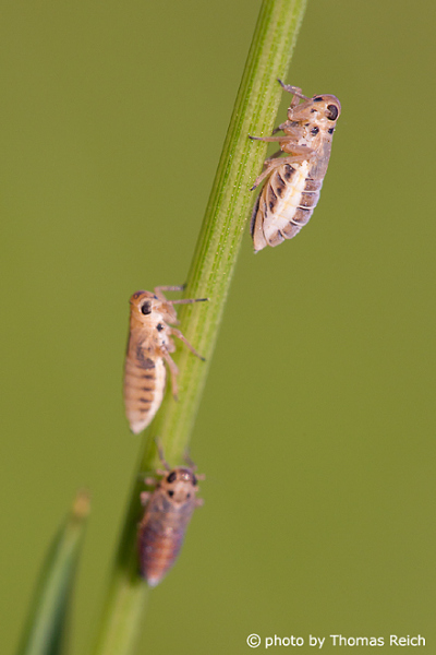 Homoptera climbing on the blade of grass