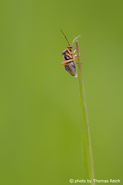 Heteroptera bug insect
