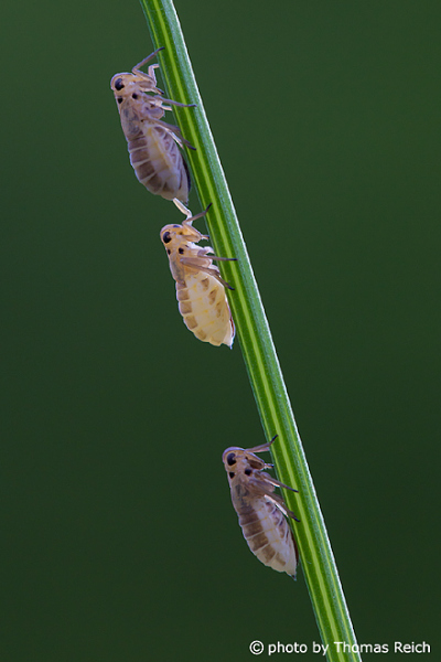 Homoptera size