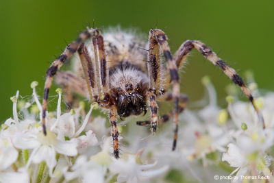 Oak Spider close up