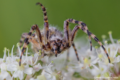Oak Spider habitat on flower blossom