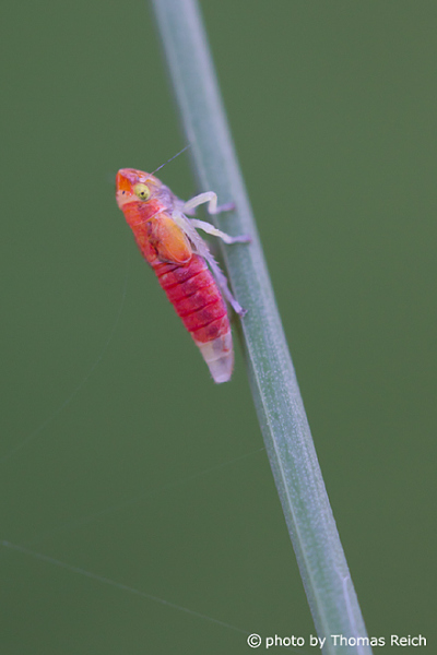 Homoptera red
